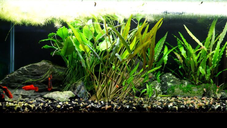 Buyer's Guide For The Best-Led Aquarium Lights